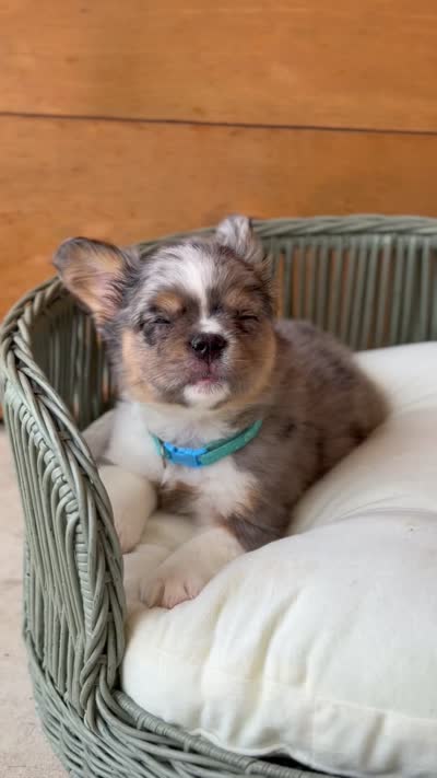 Macallan, a male French Bulldog for sale in Tuscola, TX – 10 of 10