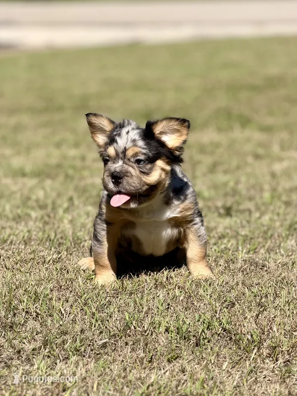 Bourbon, a male French Bulldog for sale in Tuscola, TX – 1 of 6