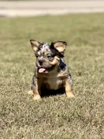 Bourbon, a male French Bulldog for sale in Tuscola, TX – 1 of 6