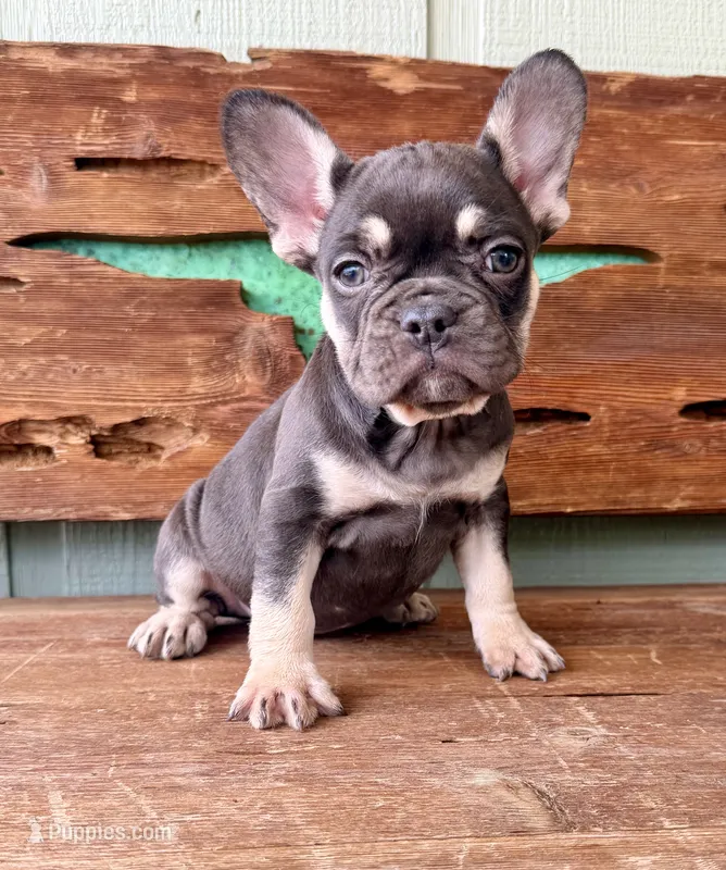 Hazel – French Bulldog puppy for sale in Tuscola, TX