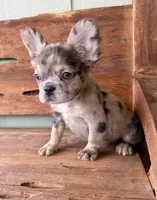 Sable, a female French Bulldog for sale in Tuscola, TX – 5 of 9