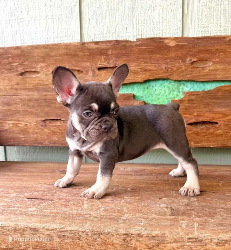 Hazel, a female French Bulldog for sale in Tuscola, TX - 3 of 9