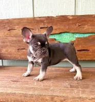 Hazel, a female French Bulldog for sale in Tuscola, TX – 3 of 9