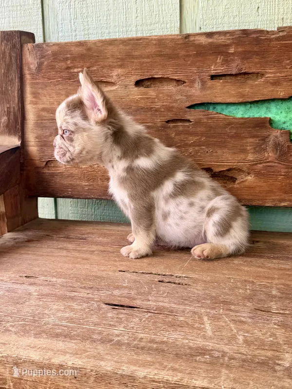 Wilder, a male French Bulldog for sale in Tuscola, TX - 9 of 9