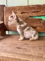 Wilder, a male French Bulldog for sale in Tuscola, TX – 9 of 9