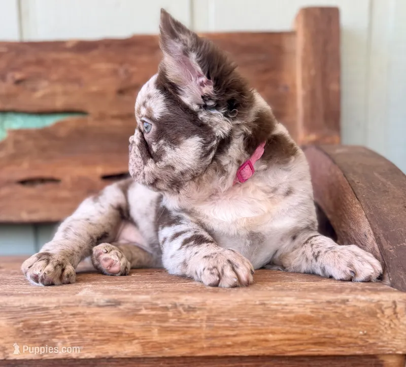 Honey, a female French Bulldog for sale in Tuscola, TX - 4 of 9