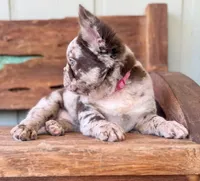 Honey, a female French Bulldog for sale in Tuscola, TX – 4 of 10