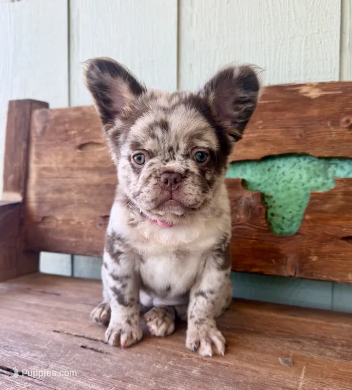 Honey, a female French Bulldog for sale in Tuscola, TX - 2 of 9