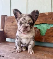Honey, a female French Bulldog for sale in Tuscola, TX – 2 of 10