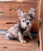 Sable, a female French Bulldog for sale in Tuscola, TX – 6 of 9