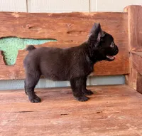 Mocha, a female French Bulldog for sale in Tuscola, TX – 4 of 5