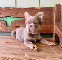 Shiner, a male French Bulldog for sale in Tuscola, TX – 3 of 8