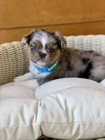 Macallan, a male French Bulldog for sale in Tuscola, TX – 3 of 10