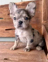 Sable, a female French Bulldog for sale in Tuscola, TX – 8 of 9
