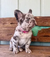 Honey, a female French Bulldog for sale in Tuscola, TX – 6 of 10