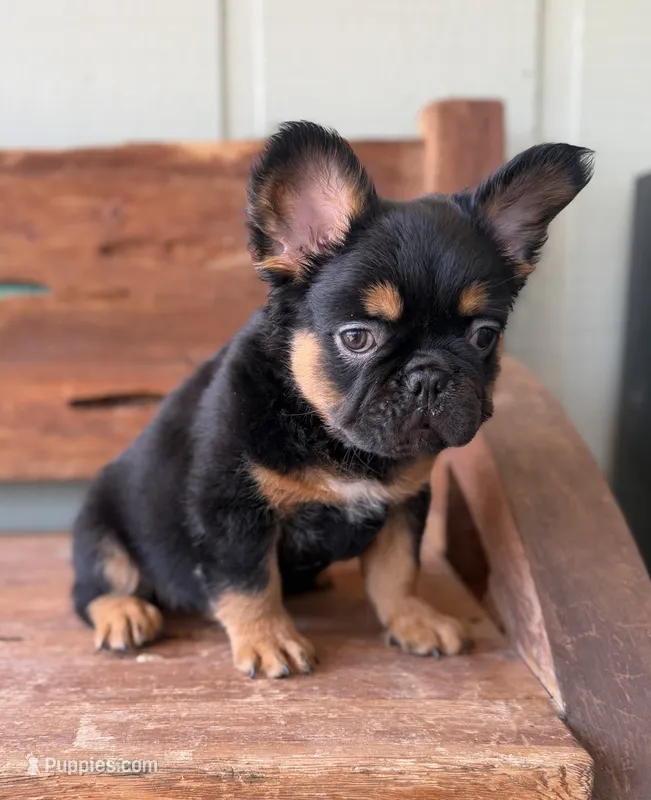 Bear, a male French Bulldog for sale in Tuscola, TX - 4 of 6