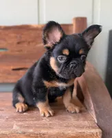 Bear, a male French Bulldog for sale in Tuscola, TX – 4 of 7