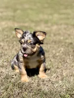 Bourbon, a male French Bulldog for sale in Tuscola, TX – 5 of 6