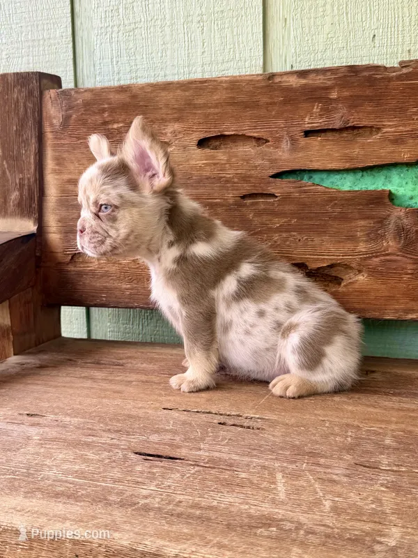 Wilder, a male French Bulldog for sale in Tuscola, TX - 4 of 9
