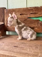 Wilder, a male French Bulldog for sale in Tuscola, TX – 4 of 9