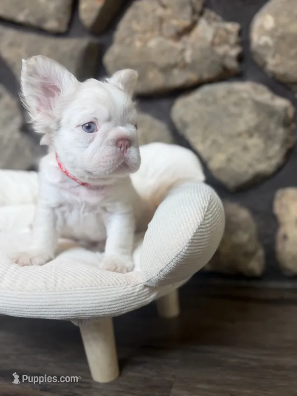 Dom, a male French Bulldog for sale in Tuscola, TX — photo 2