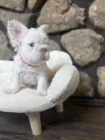 Dom, a male French Bulldog for sale in Tuscola, TX – 2 of 7