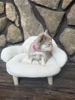 Champagne Mami, a female French Bulldog for sale in Tuscola, TX – 8 of 9