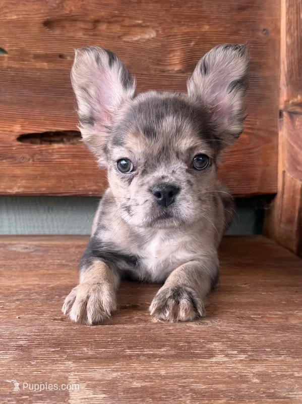 Sable – French Bulldog puppy for sale in Tuscola, TX