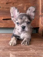 Sable, a female French Bulldog for sale in Tuscola, TX – 1 of 9