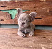 Mocha Rose, a female French Bulldog for sale in Tuscola, TX – 9 of 10