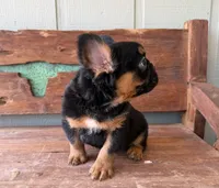 Bear, a male French Bulldog for sale in Tuscola, TX – 2 of 7