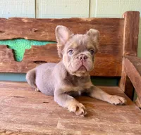 Shiner, a male French Bulldog for sale in Tuscola, TX – 6 of 8
