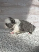 Dr. Wu, a male French Bulldog for sale in Tuscola, TX – 5 of 5