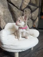 Champagne Mami, a female French Bulldog for sale in Tuscola, TX – 3 of 9