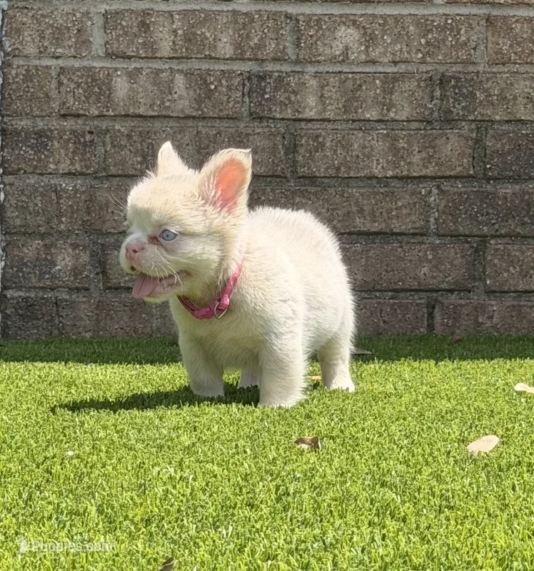 Halo, a female French Bulldog for sale in Tuscola, TX - 2 of 8