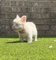 Halo, a female French Bulldog for sale in Tuscola, TX – 2 of 8