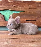 Mocha Rose, a female French Bulldog for sale in Tuscola, TX – 6 of 10