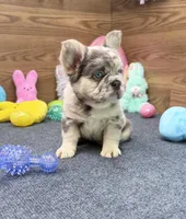 Ella, a female French Bulldog for sale in Tuscola, TX – Photo 3 of 9