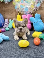 Ella, a female French Bulldog for sale in Tuscola, TX – Photo 6 of 9