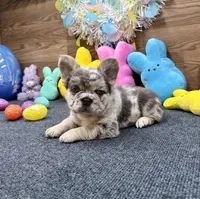 Ella, a female French Bulldog for sale in Tuscola, TX – Photo 2 of 9