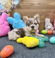 Ella, a female French Bulldog for sale in Tuscola, TX – Photo 4 of 9