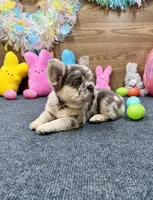 Ella, a female French Bulldog for sale in Tuscola, TX – Photo 8 of 9