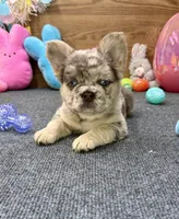 Ella, a female French Bulldog for sale in Tuscola, TX – Photo 7 of 9