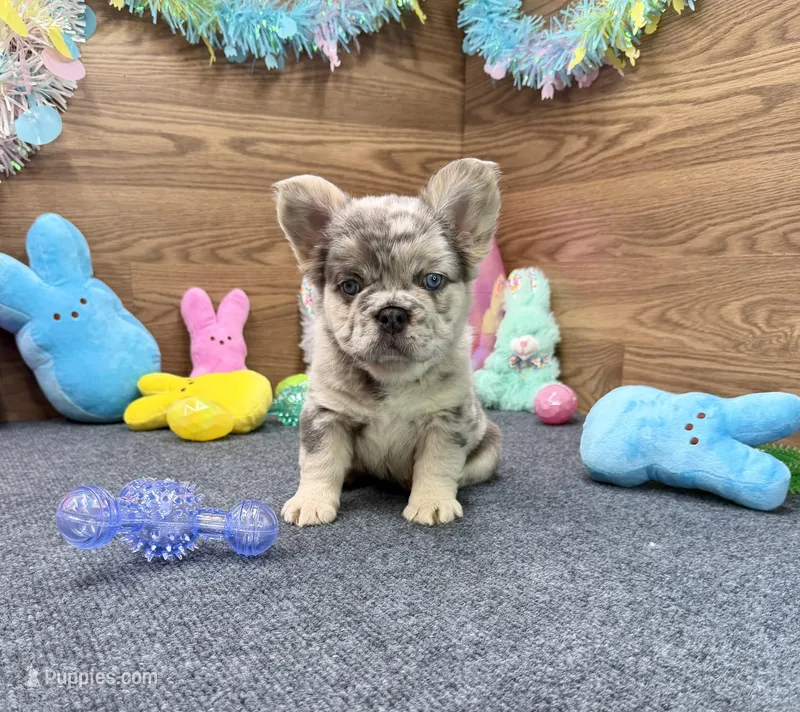 Ella – French Bulldog puppy for sale in Tuscola, TX