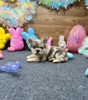 Ella, a female French Bulldog for sale in Tuscola, TX – Photo 9 of 9