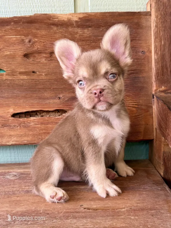 Rusty, a male French Bulldog for sale in Tuscola, TX - 4 of 8