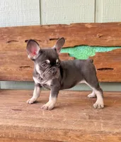 Hazel, a female French Bulldog for sale in Tuscola, TX – 6 of 9