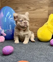 Kelsea, a female French Bulldog for sale in Tuscola, TX – Photo 8 of 10