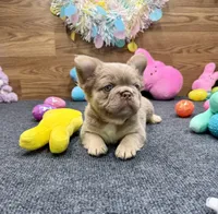 Kelsea, a female French Bulldog for sale in Tuscola, TX – Photo 9 of 10