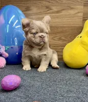 Kelsea, a female French Bulldog for sale in Tuscola, TX – Photo 2 of 10